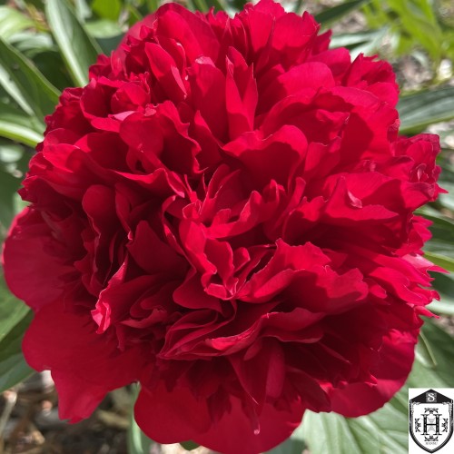 Paeonia 'Red Charm' - Pojeng 'Red Charm' C7/7L